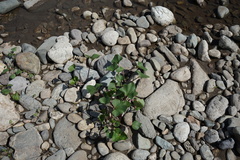 Petasites radiatus