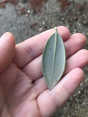 Blastacervulus metrosideri