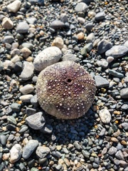Strongylocentrotus purpuratus