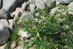 Vicia megalotropis