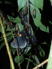 Hades noctula