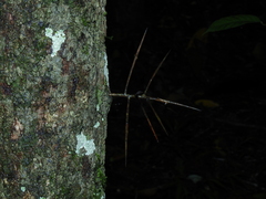 Xylosma