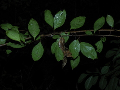 Xylosma