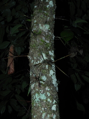 Xylosma