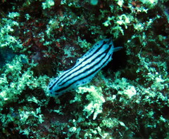Phyllidiopsis