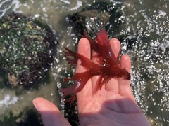 Callophyllis edentata