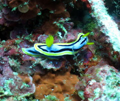 Chromodoris elisabethina