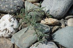 Myricaria bracteata