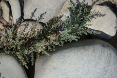 Myricaria bracteata