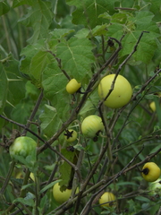 Solanum viarum
