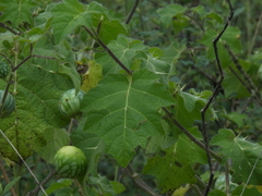 Solanum viarum
