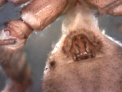 Schizocosa crassipes