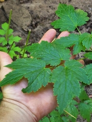 Actaea arizonica