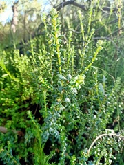 Cassinia denticulata