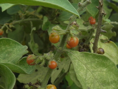 Solanum jamaicense