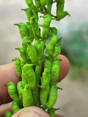 Actaea arizonica