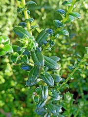 Cassinia denticulata