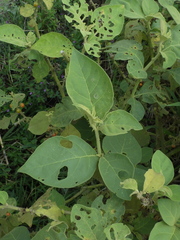 Solanum jamaicense