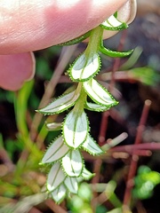 Cassinia denticulata