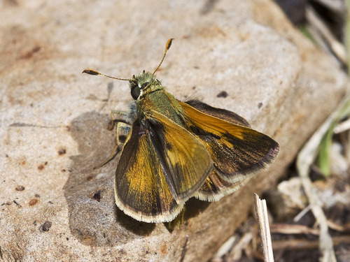 Tawny-edged Skipper