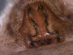 Schizocosa crassipes