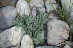 Myricaria bracteata