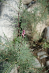 Myricaria bracteata