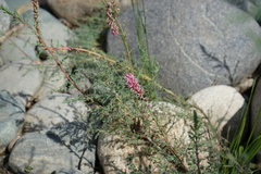 Myricaria bracteata