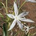 Crinum arenarium - Photo (c) geoffbyrne, some rights reserved (CC BY-NC)