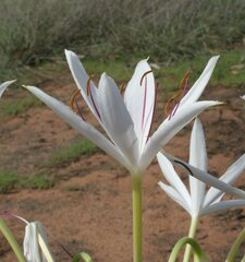Cyrtanthus angustifolius