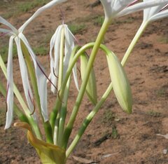 Cyrtanthus angustifolius