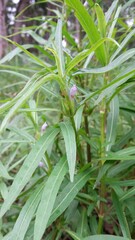 Hygrophila angustifolia
