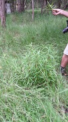 Hygrophila angustifolia
