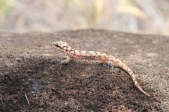 Phyllodactylus baurii
