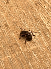 Iphita limbata