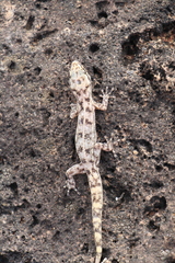 Phyllodactylus baurii