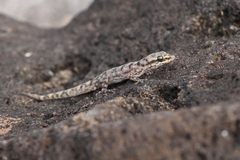Phyllodactylus baurii