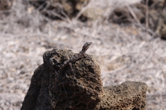 Phyllodactylus baurii