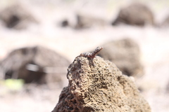 Phyllodactylus baurii