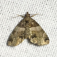 Cutina distincta