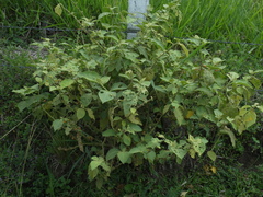 Solanum jamaicense