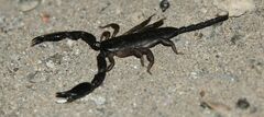 Opisthacanthus