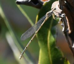 Pseudagrion punctum