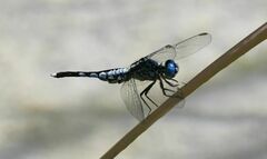 Acisoma attenboroughi