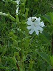 Escobedia grandiflora