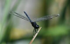 Diplacodes lefebvrii