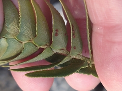 Polystichum imbricans curtum