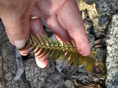 Polystichum imbricans curtum