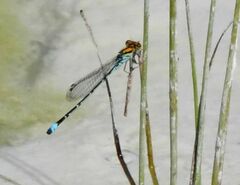 Pseudagrion punctum