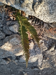 Polystichum imbricans curtum